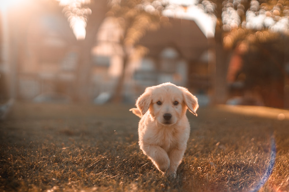 A calm pet at SuperVetz